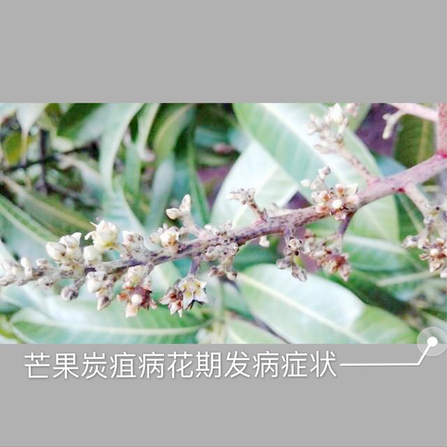 8-9月高温多雨，芒果炭疽病盛发期，如何防治才能保产保丰收？