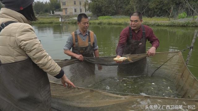 神奇迷人古村落：“鱼花村”里百香果，茶花树下土鸡多...