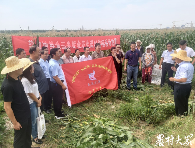 既稳粮又增油！解码山东复合种植新模式