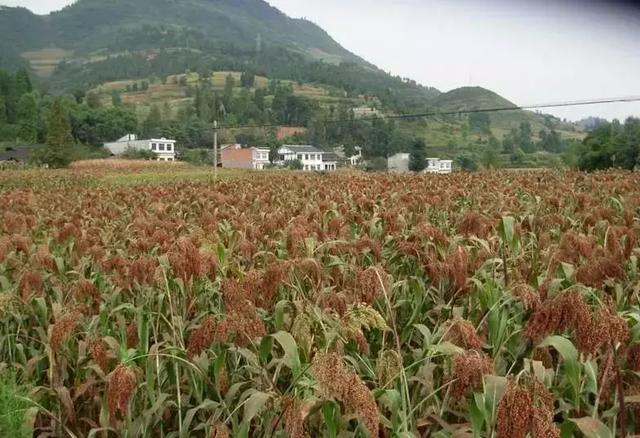 高粱种植技术要点，不看吃亏！