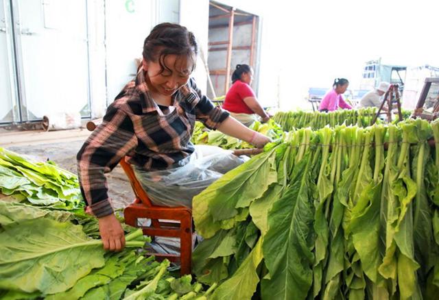 湖北咸丰：种植烟叶有“秘笈” 宜烟地上铸丰年