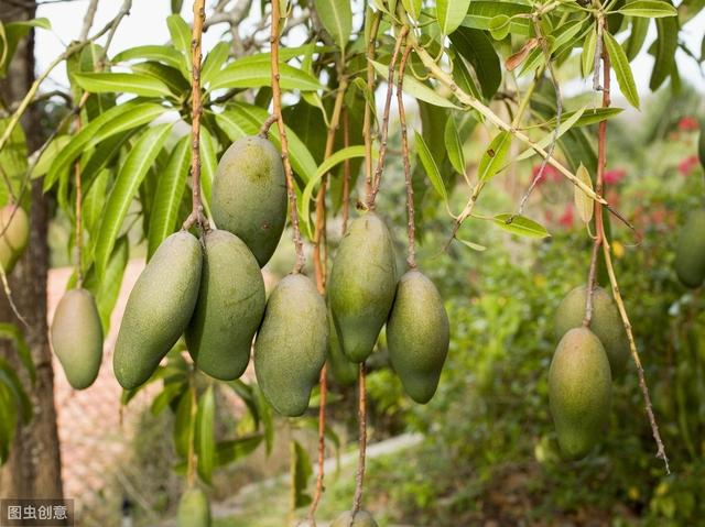 8-9月高温多雨，芒果炭疽病盛发期，如何防治才能保产保丰收？