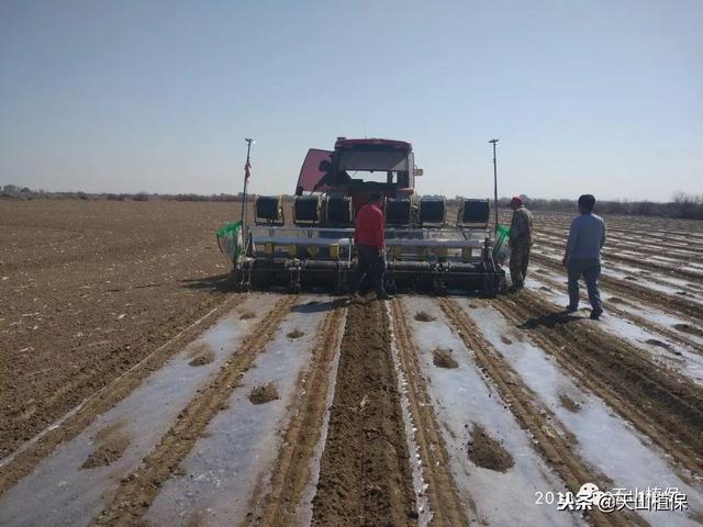 棉花使许多农民发家致富，但你知道在种植棉花时怎么播种吗