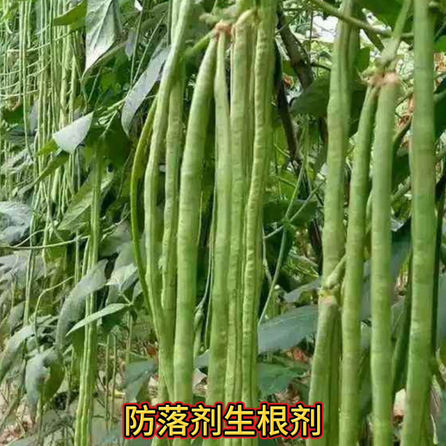 豆角花期四大忌花多荚多#豆角种植#三农#农业种植@抖音短视频