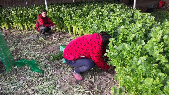 种植什么农作物年入百万！