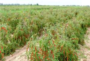 怎样种植枸杞子(枸杞栽培技术，主要有以下几点要求，你是否知道怎么做呢)