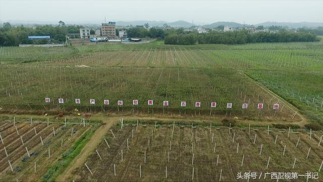 神奇迷人古村落：“鱼花村”里百香果，茶花树下土鸡多...