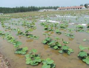 东北能种植莲藕吗(莲藕栽培类型，及 ‘鄂莲5号’的栽培技术，步骤清晰简单易学)