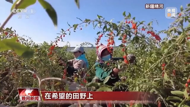 水稻、瓜果陆续成熟 金秋时节看广袤大地忙碌丰收景象