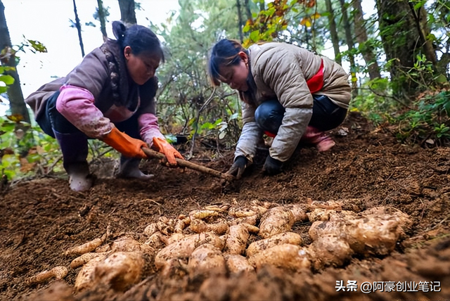 种植十几亩，年入到手100万？农村暴利种植项目！