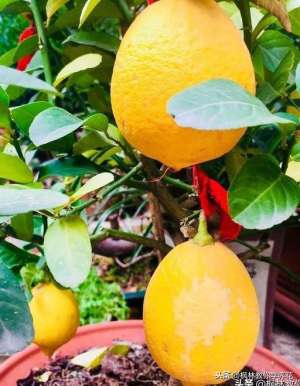 柠檬种植气候(如何养好“盆栽柠檬”，才能让它“叶片不黄”，结果多？)