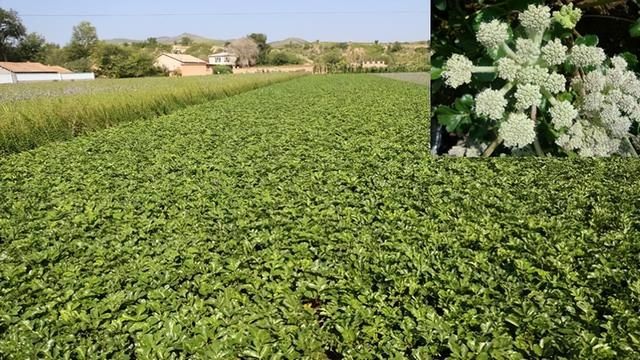 干旱地区，中药材种植，分享5个容易种植的品种