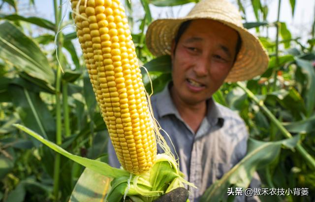 种一亩地要花多少钱？玉米、花生、红薯高产种植肥药方案给你答案