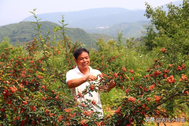 怎样才能种植出好花椒？花椒怎样采种、播种、育苗、定干？