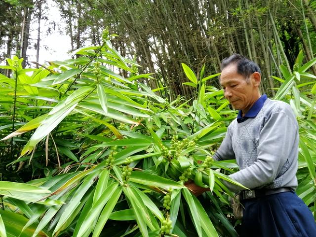 “益智子”成为思念村民助力乡村振兴的助推器