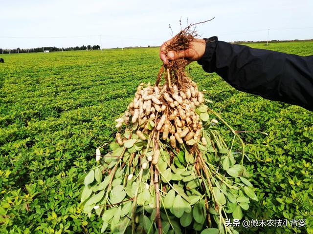 种一亩地要花多少钱？玉米、花生、红薯高产种植肥药方案给你答案