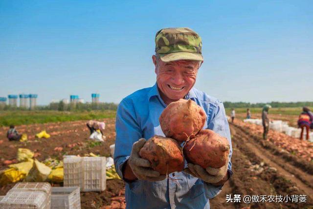 种一亩地要花多少钱？玉米、花生、红薯高产种植肥药方案给你答案