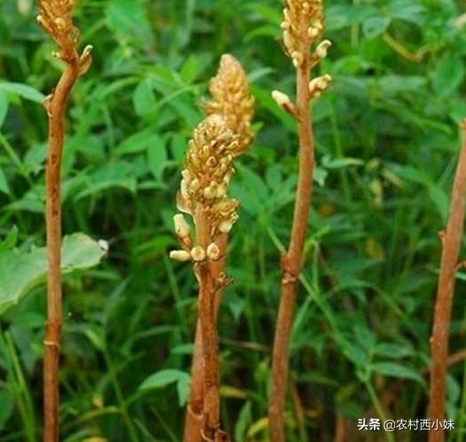 天麻种植技术：天麻田间栽培技术要点