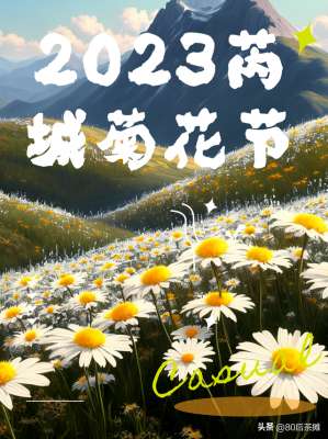 菊花种植视频(2023芮城菊花节来袭绽放的万亩芮菊等你来赏)