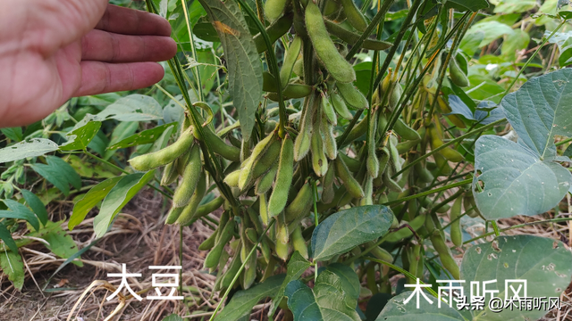 黄豆适宜什么时候播种？种植黄豆需要注意什么？