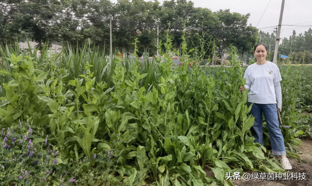 养猪、养家禽的营养高产牧草，几十块钱收15吨鲜草，种植简单