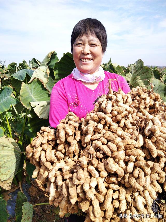 种一亩地要花多少钱？玉米、花生、红薯高产种植肥药方案给你答案