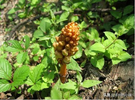 天麻种植技术：天麻田间栽培技术要点