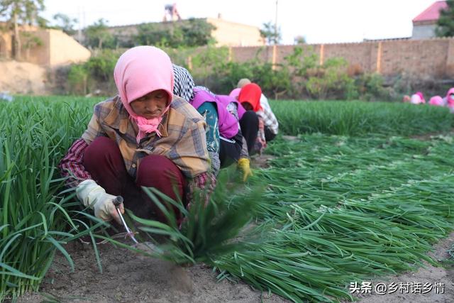 韭菜什么时间种植？为什么要倒茬？怎样移栽？稳产高产的秘诀