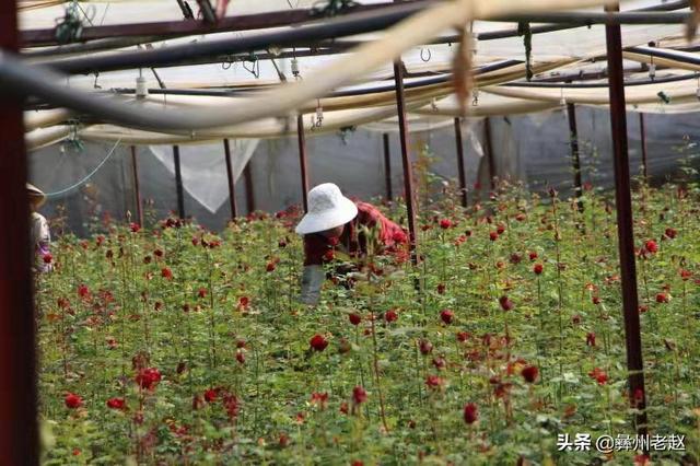 大棚种植的玫瑰花也需要保暖，这5个方法你不得不用