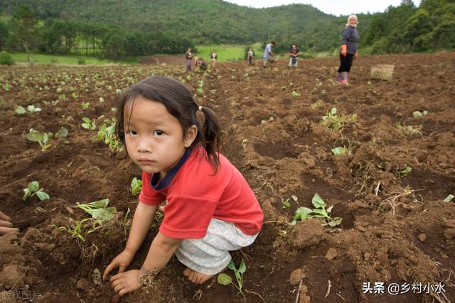 白菜种植有窍门，掌握这8个小技巧，白菜长得快、产量高