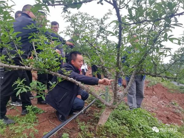 东川区林草局组织花椒示范种植异地培训