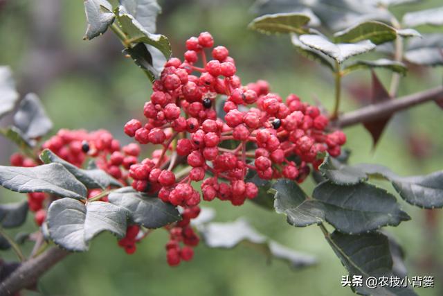 怎样才能种植出好花椒？花椒怎样采种、播种、育苗、定干？