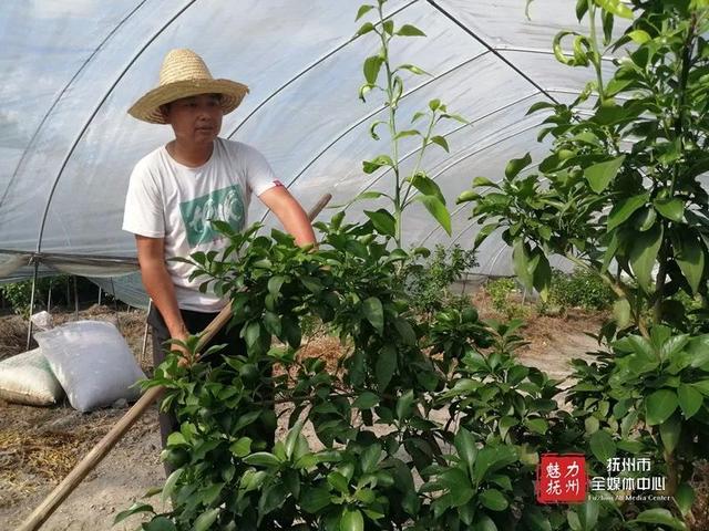 【走向我们的小康生活】洪新安：大棚种菜走向小康