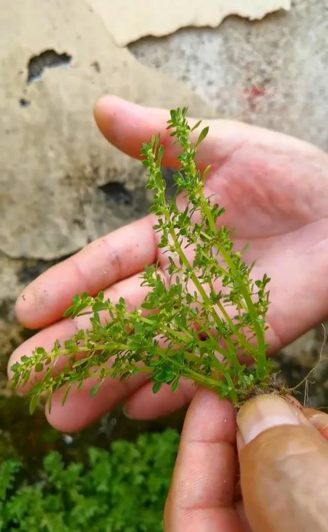 独特而迷人的小精灵：小叶冷水花（透明草）