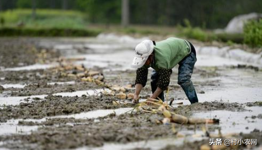 水田种莲藕产量低？给你4个栽培条件、7个育苗方法、9个高产技术