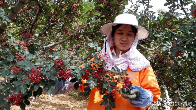 怎样才能种植出好花椒？花椒怎样采种、播种、育苗、定干？