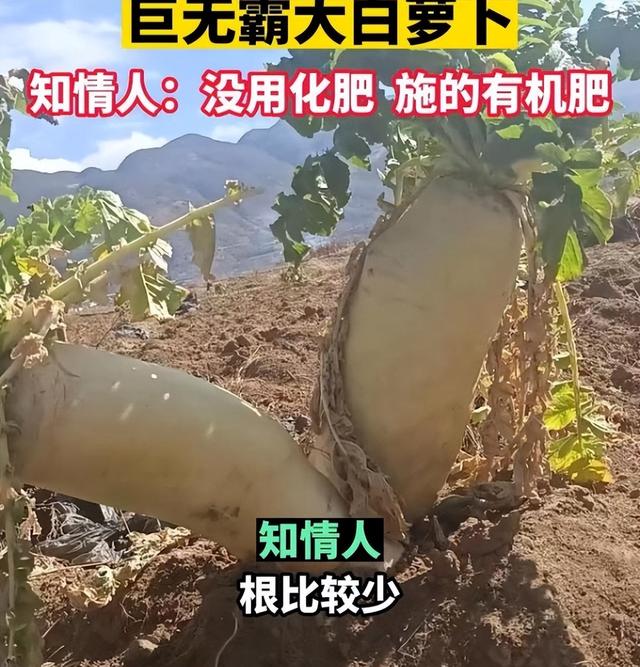 云南大理农户种出30斤的巨无霸白萝卜，施用有机肥，怎么种出的？