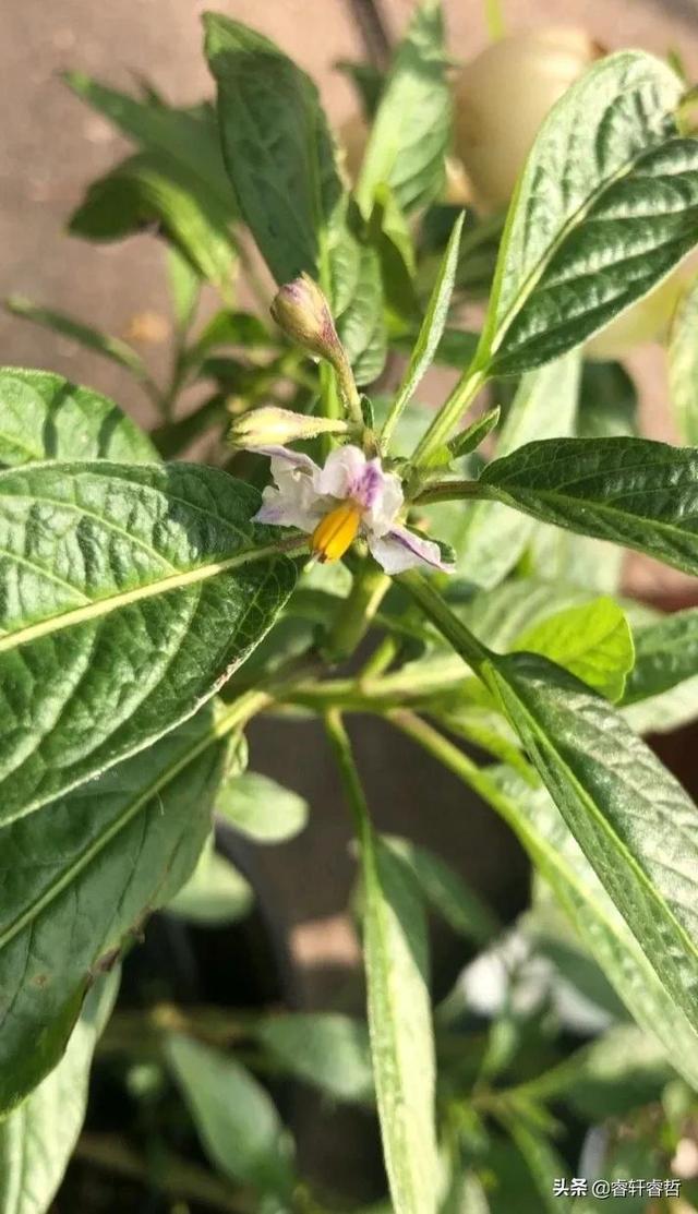 这是我花盆种的人参果，香甜赛蜜瓜，买来的无法比，分享种植方法