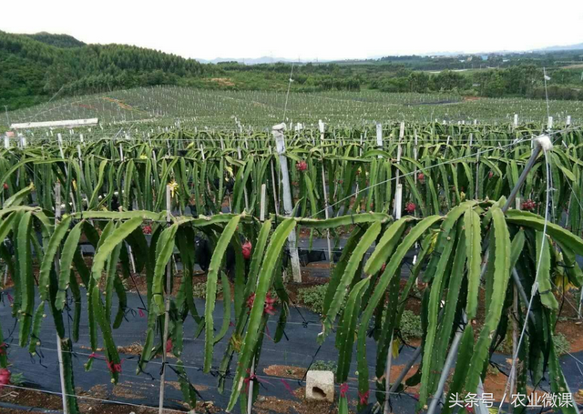 很全面的火龙果种植技术教程