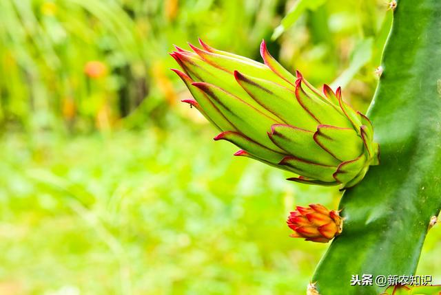 一篇看完不会后悔的火龙果种植技术，栽培管理技术分析详解