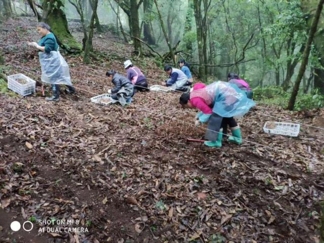 金线莲种植