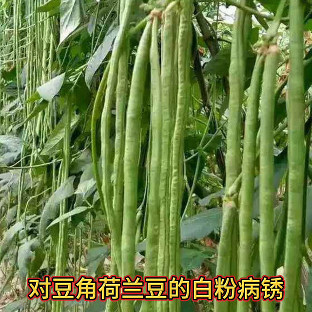 豆角花期四大忌花多荚多#豆角种植#三农#农业种植@抖音短视频