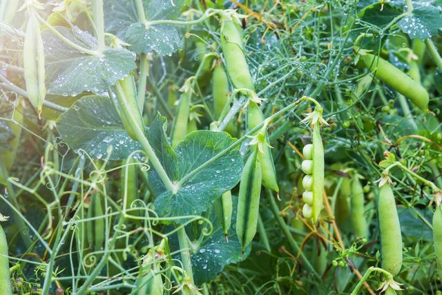 豌豆种植小常识