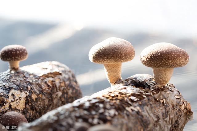 这几点是袋料香菇的栽培技术，你学会了吗？