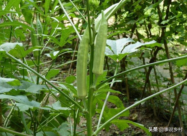 资深农业技术员告诉你：健康蔬菜秋葵的种植方法，如何提高产量？