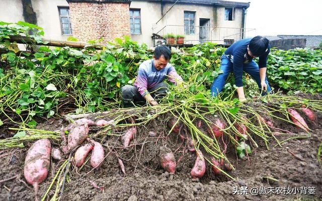 种一亩地要花多少钱？玉米、花生、红薯高产种植肥药方案给你答案