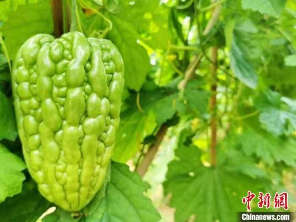 广东侨乡江门“柿饼蒂”苦瓜让农户尝到了“甜头”