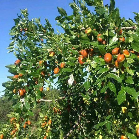 院子种树“讲究大”，5种树随便种一棵，旺家又好吃，越养越吉利