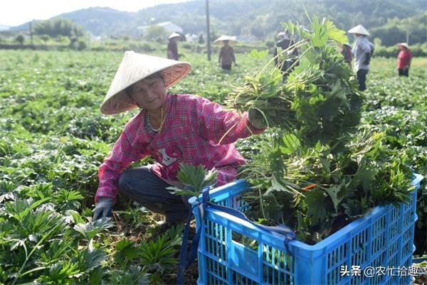 听名字便知能耐，被药用上千年，如今成了蔬菜，一斤13元