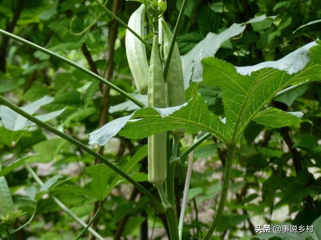 资深农业技术员告诉你：健康蔬菜秋葵的种植方法，如何提高产量？